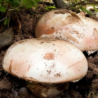 La Junta regulará la recolección de setas en montes públicos