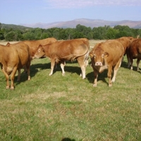 Los ganaderos se manifiestan para pedir a la Junta solución a la tuberculosis bovina