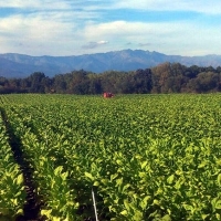 La consejera dice que las últimas reformas de la PAC generan desempleo