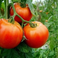El sector del tomate pierde más de 18 millones de euros