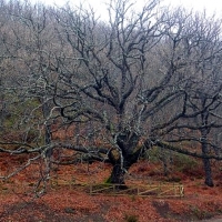 El Defensor del Pueblo, preocupado por los 'árboles singulares' extremeños