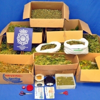 La Policía desmantela una plantación de “maría” en Mérida