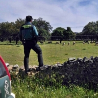 Detenido por estafar a varios ganaderos de La Siberia