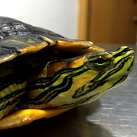 Retiran una tortuga de Florida del paseo fluvial de Badajoz