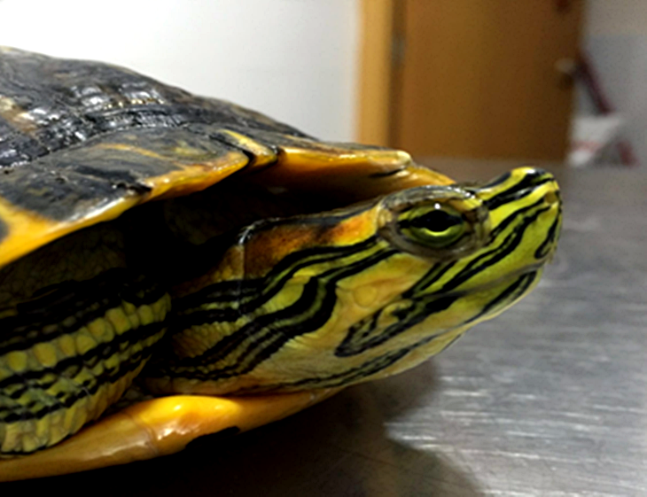 Retiran una tortuga de Florida del paseo fluvial de Badajoz