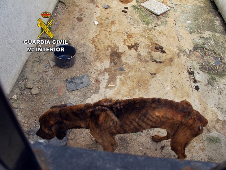 Investigan a un vecino de Cáceres por maltrato animal