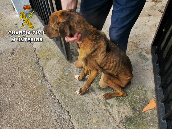Investigan a un vecino de Cáceres por maltrato animal