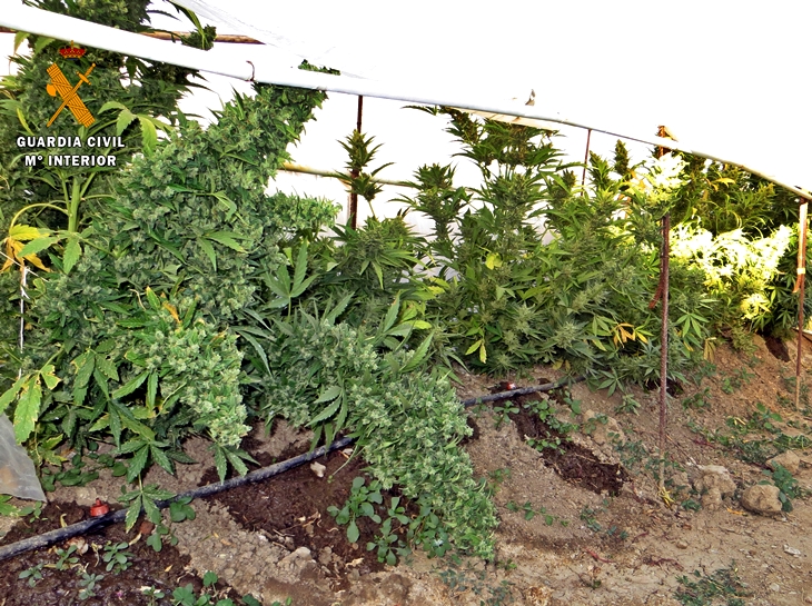 Desmantelado un cultivo de marihuana en una finca de la región