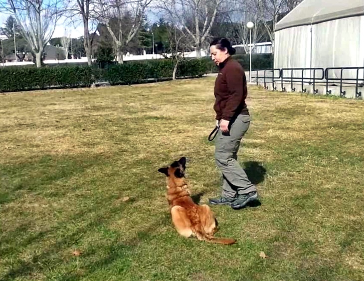 Badajoz acoge mañana la II Prueba Canina de Obediencia