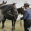 Ambiente en la Feria del Toro y el Caballo