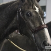 Ambiente en la Feria del Toro y el Caballo