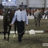 Ambiente en la Feria del Toro y el Caballo