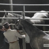 Ambiente en la Feria del Toro y el Caballo