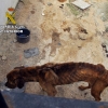 Investigan a un vecino de Cáceres por maltrato animal