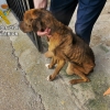 Investigan a un vecino de Cáceres por maltrato animal