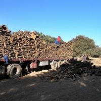 Prevén una buena campaña de corcho en Extremadura