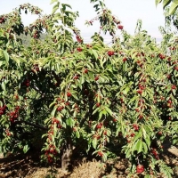 UPA-UCE denuncia el “acoso” de inspecciones a los productores de cereza