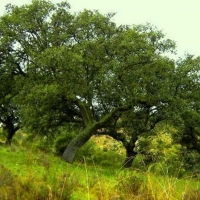 El PSOE crea el voluntariado verde socialista