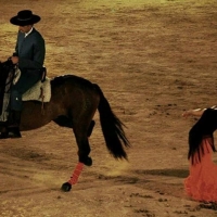 Almendralejo acogerá un espectáculo de ecuestre con flamenco