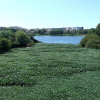 Osuna: “El Ministerio no luchará más contra el camalote”