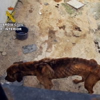 Investigan a un vecino de Cáceres por maltrato animal