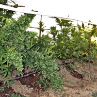 Desmantelado un cultivo de marihuana en una finca de la región