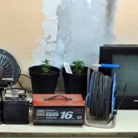 Descubren un invernadero de 'maría' en la investigación de varios robos