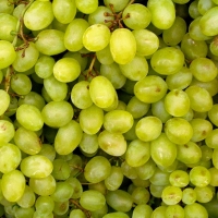 Premian un trabajo extremeño sobre el efecto del riego en el aroma de la uva