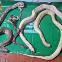 El hallazgo de cuatro serpientes muertas permite desmantelar un taller ilegal de taxidermia