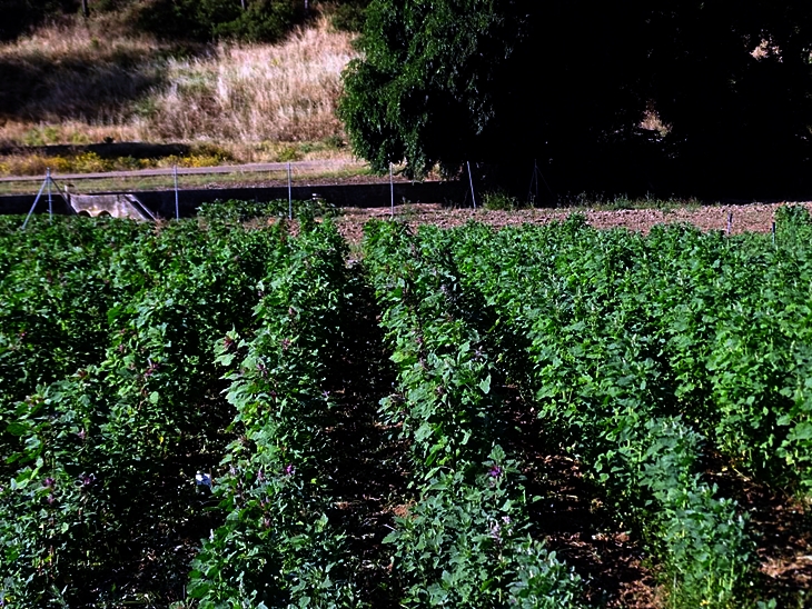 Un ensayo determinará si la quinoa es viable en la región