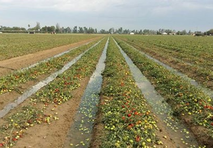 La Unión solicita a la Junta ayudas de minimis tras el temporal