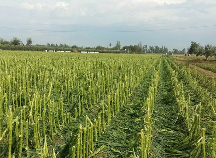 La Unión solicita a la Junta ayudas de minimis tras el temporal