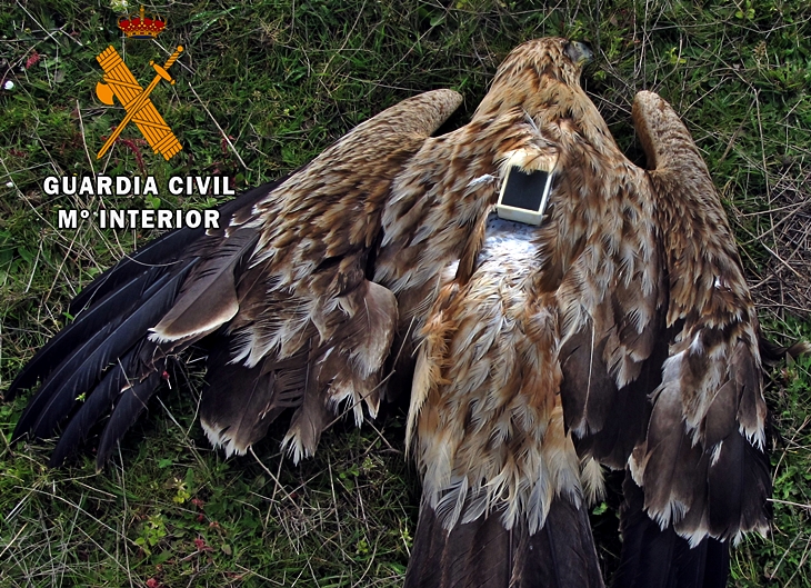 Investigan a una persona tras el hallazgo de un águila imperial envenenada