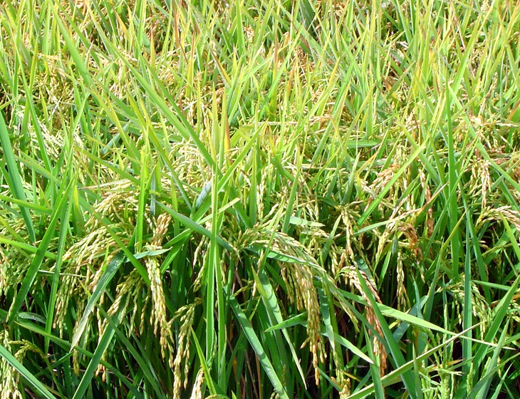 Más de 24.000 hectáreas de arroz serán tratadas contra la plaga de la pudenta