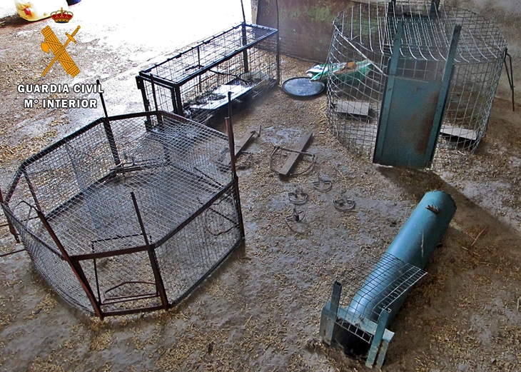 Investigan a una persona tras el hallazgo de un águila imperial envenenada