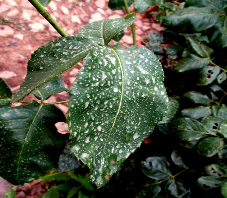 ¿Por qué ha llovido barro estos últimos días?