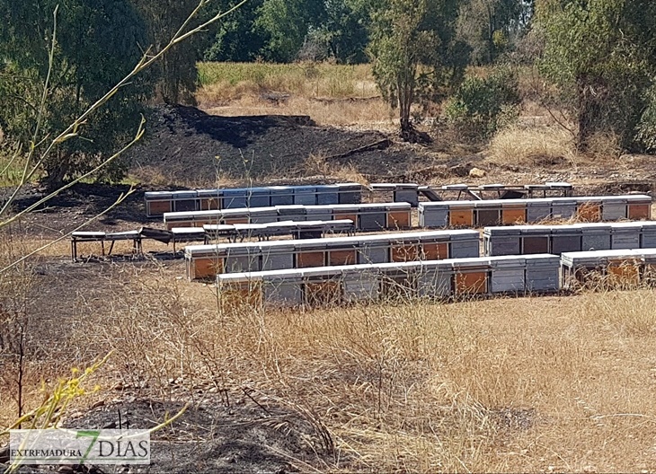 Un incendio calcina un centenar de colmenas en Novelda