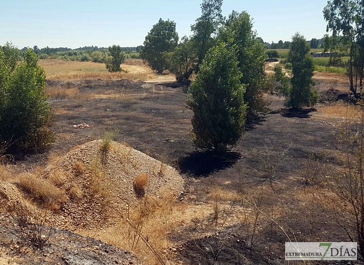 Un incendio calcina un centenar de colmenas en Novelda