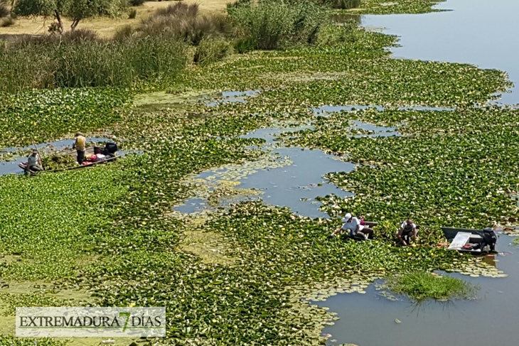 Labores de retirada del Camalote en el río Guadiana