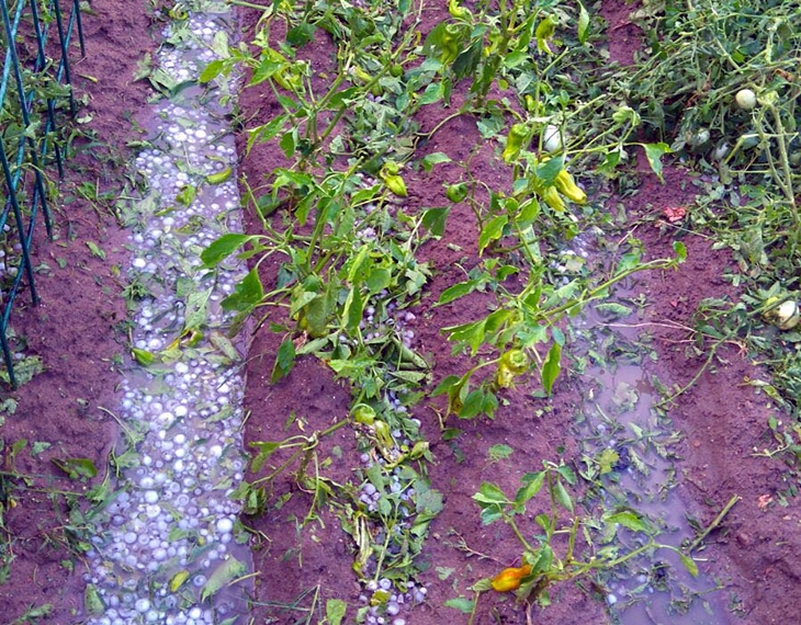 Asaja pide reuniones urgentes para paliar los daños de las tormentas