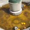 IU-Mérida pide una solución definitiva para la fuente de la Plaza de la Constitución.
