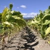 La importancia del sector tabaquero en la agricultura regional