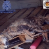Detenido en Cáceres por maltrato animal