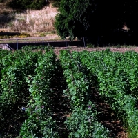Un ensayo determinará si la quinoa es viable en la región