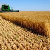 Grandes daños en el trigo debido a plagas y enfermedades