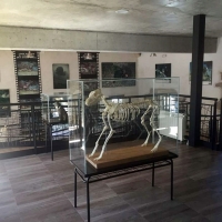 El lobo ya tiene su propio espacio cultural en Extremadura