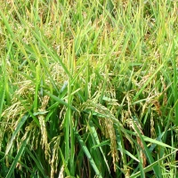 Más de 24.000 hectáreas de arroz serán tratadas contra la pudenta