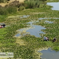 Labores de retirada del Camalote en el río Guadiana