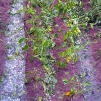 Asaja pide reuniones urgentes para paliar los daños de las tormentas