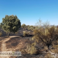 Asaja pide ayudas para las explotaciones afectadas por el incendio de Cáceres